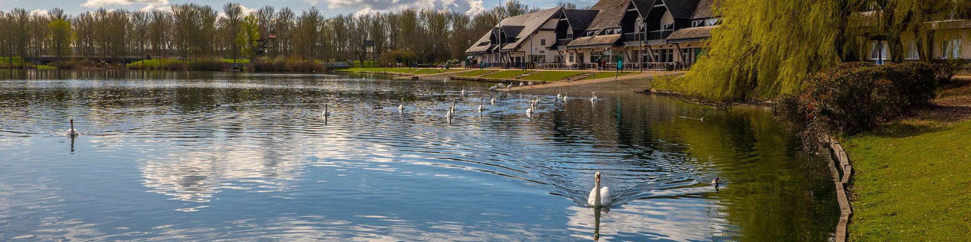 Swans and wildfowl on Willen Lake with pub behind