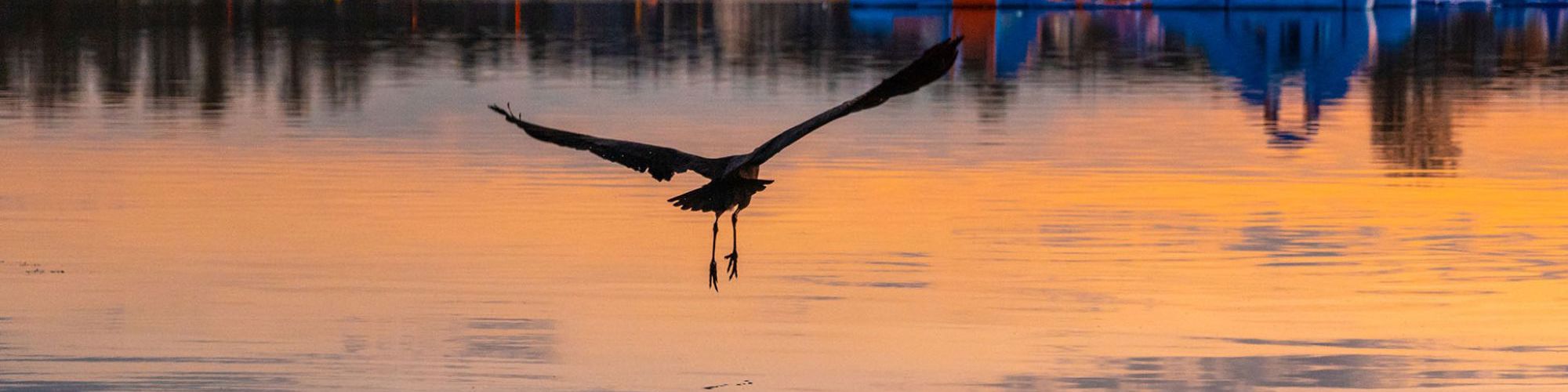 Heron Flying Across Willen Lake